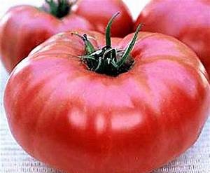 New Big Dwarf Tomato
