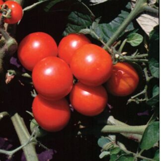 Washington Cherry Tomato