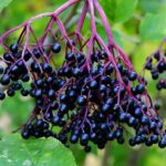 Making and Using Elderberry Syrup