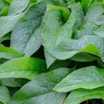 Why You Need Comfrey in Your Garden